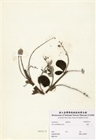 藏品(蔓荊子)的圖片